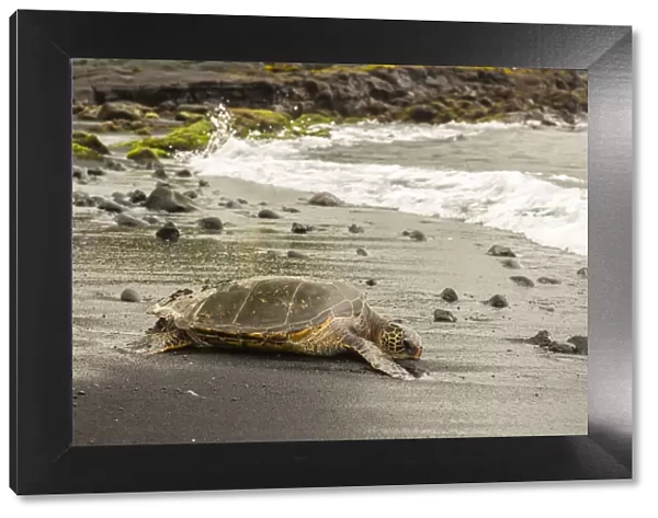 USA, Hawaii, Punalu u Black Sand Beach. Green sea turtle entering surf. Credit as