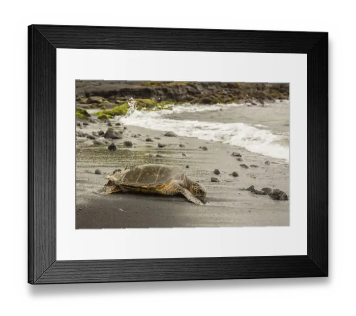 Framed Print : USA, Hawaii, Punalu u Black Sand Beach. Green sea turtle entering surf. Credit as Framed Print : USA, Hawaii, Punalu u Black Sand Beach. Green sea turtle entering surf. Credit as