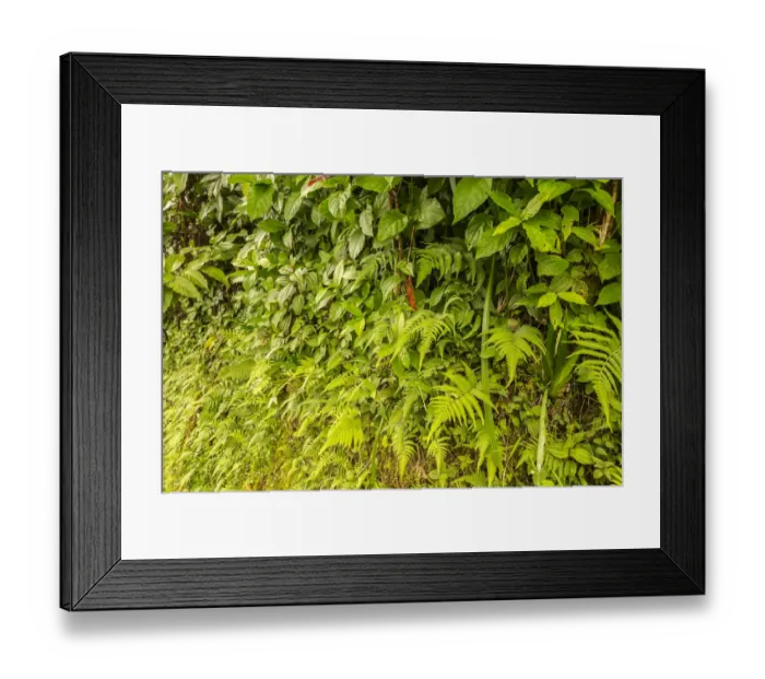 Framed Print : USA, Hawaii, Akaka Falls State Park. Tropical wall of vegetation Framed Print : USA, Hawaii, Akaka Falls State Park. Tropical wall of vegetation
