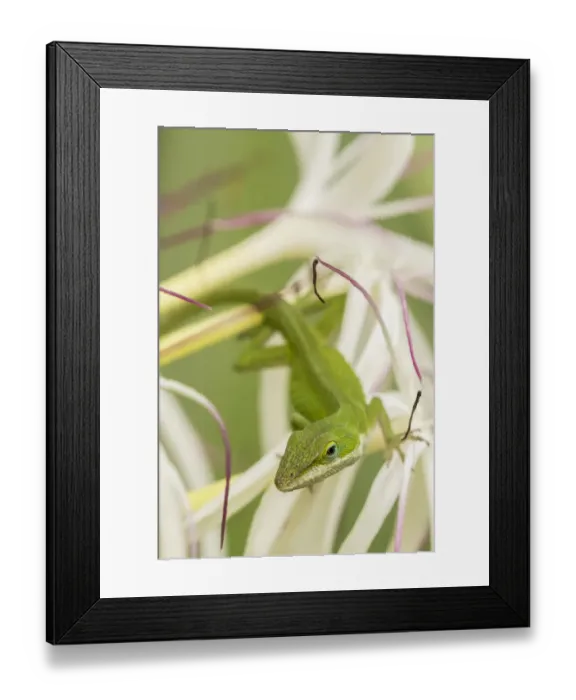 Framed Print : USA, Hawaii, Kauai. Anole lizard on blossom