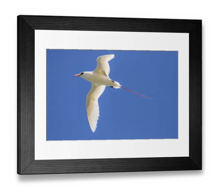 Framed Print : USA, Kauai, Kilauea Point National Wildlife Refuge. Red-tailed tropicbird flying Framed Print : USA, Kauai, Kilauea Point National Wildlife Refuge. Red-tailed tropicbird flying