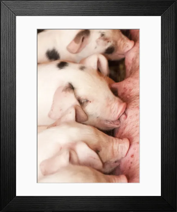 Framed Print : Carnation, Washington State, USA. Gloucester Old Spot piglets nursing. (PR)