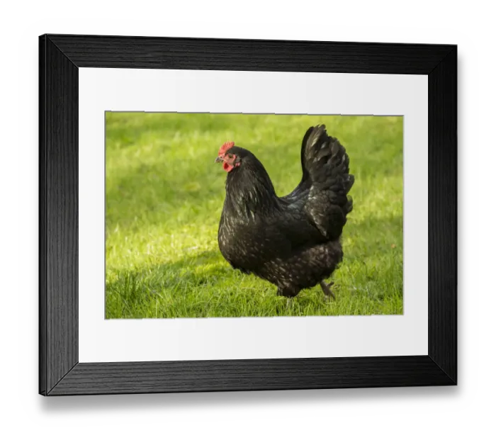 Framed Print : Issaquah, Washington State, USA. Free-ranging Black Australorp chicken. (PR) Framed Print : Issaquah, Washington State, USA. Free-ranging Black Australorp chicken. (PR)