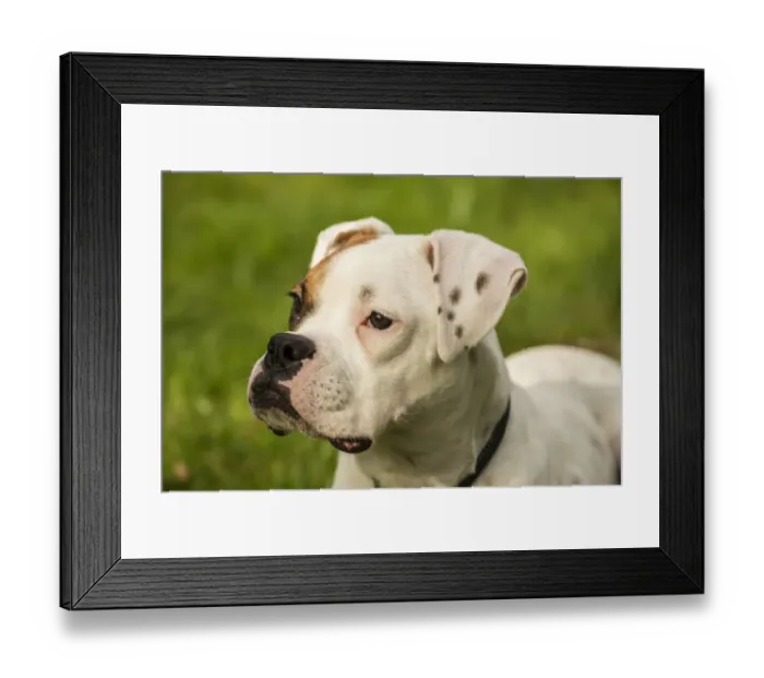 Framed Print : Issaquah, Washington State, USA. Portrait of Nikita, a Boxer puppy. (PR)
