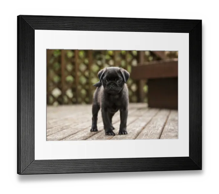 Framed Print : Issaquah, Washington State, USA. Ten week old black Pug puppy exploring outside on a wooden deck Framed Print : Issaquah, Washington State, USA. Ten week old black Pug puppy exploring outside on a wooden deck