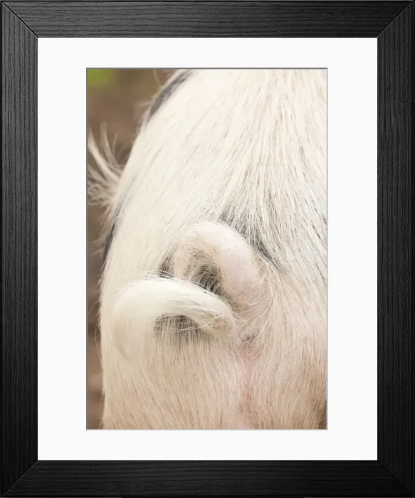 Framed Print : Carnation, Washington State, USA. Rear view of Gloucestershire pig with a curly tail Framed Print : Carnation, Washington State, USA. Rear view of Gloucestershire pig with a curly tail