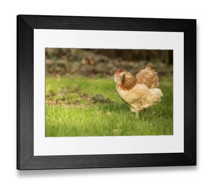 Framed Print : Issaquah, Washington State, USA. Free-ranging Salmon Faverolle chicken foraging. (PR) Framed Print : Issaquah, Washington State, USA. Free-ranging Salmon Faverolle chicken foraging. (PR)