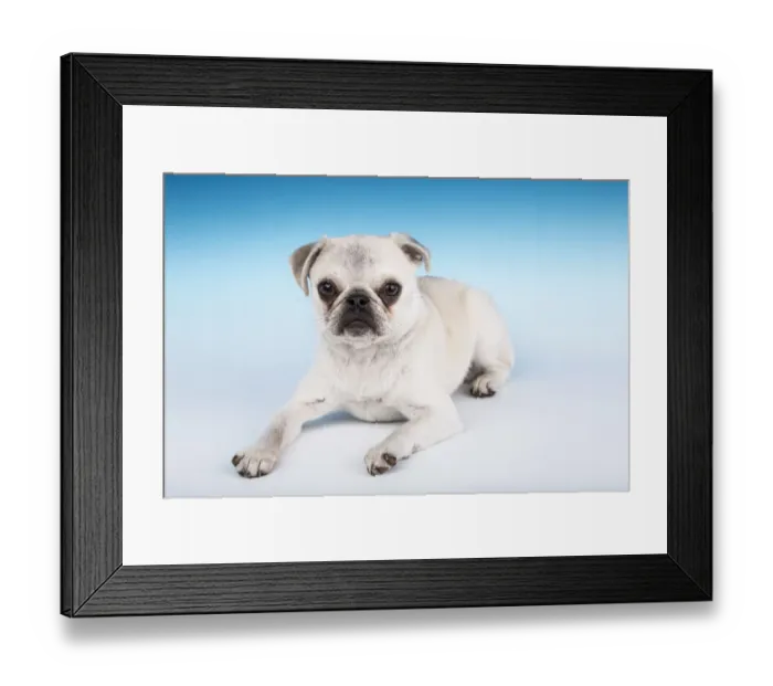 Framed Print : White Pug puppy reclining in a studio. (PR) Framed Print : White Pug puppy reclining in a studio. (PR)