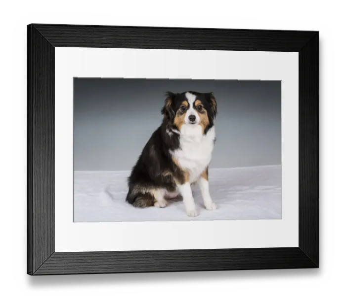 Framed Print : Miniature (or Toy) Australian Shepherd puppy. (PR) Framed Print : Miniature (or Toy) Australian Shepherd puppy. (PR)