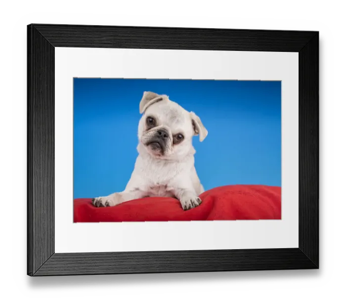 Framed Print : White Pug puppy resting on a red cushion. (PR)