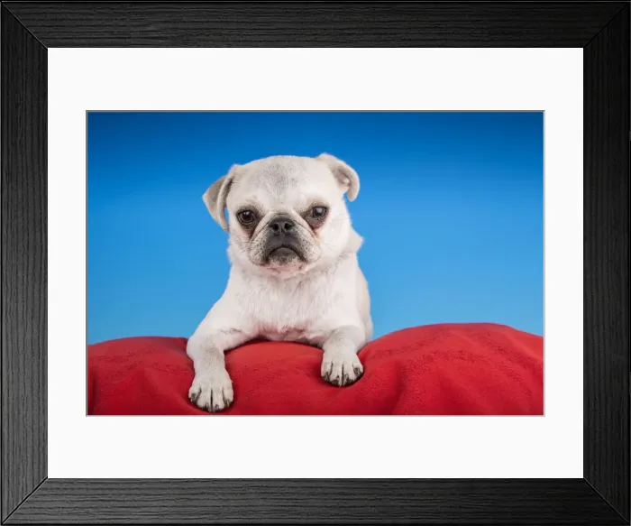 Framed Print : White Pug puppy resting on a red cushion. (PR)