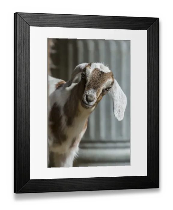 Framed Print : Issaquah, Washington State, USA. Twelve day old mixed breed goat kid curiously looking Framed Print : Issaquah, Washington State, USA. Twelve day old mixed breed goat kid curiously looking