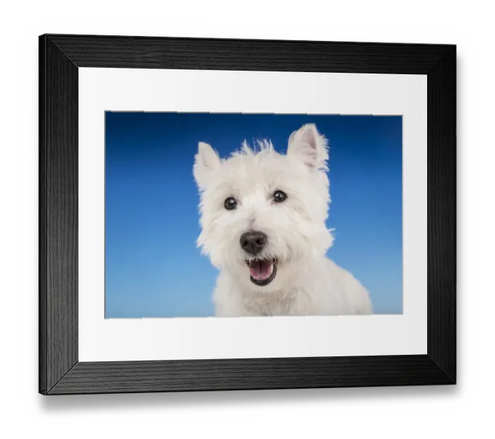 Framed Print : Close-up of a Westie in a studio setting. (PR) Framed Print : Close-up of a Westie in a studio setting. (PR)