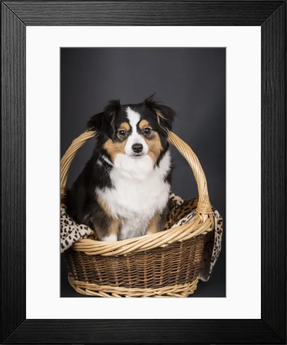 Framed Print : Miniature (or Toy) Australian Shepherd puppy sitting in a basket in a studio setting Framed Print : Miniature (or Toy) Australian Shepherd puppy sitting in a basket in a studio setting