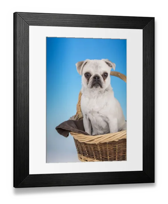 Framed Print : White Pug puppy sitting in a large basket. (PR) Framed Print : White Pug puppy sitting in a large basket. (PR)