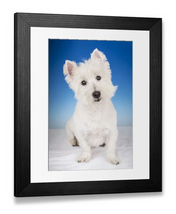 Framed Print : Portrait of a Westie in a studio setting. (PR) Framed Print : Portrait of a Westie in a studio setting. (PR)