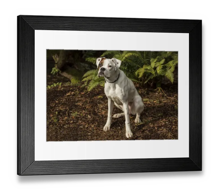 Framed Print : Issaquah, Washington State, USA. Nikita, a Boxer puppy sitting in his yard next to Framed Print : Issaquah, Washington State, USA. Nikita, a Boxer puppy sitting in his yard next to