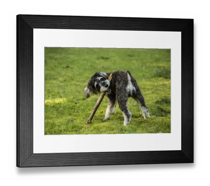Framed Print : Issaquah, Washington State, USA. Schnoodle puppy chewing on a stick in his yard. (PR) Framed Print : Issaquah, Washington State, USA. Schnoodle puppy chewing on a stick in his yard. (PR)