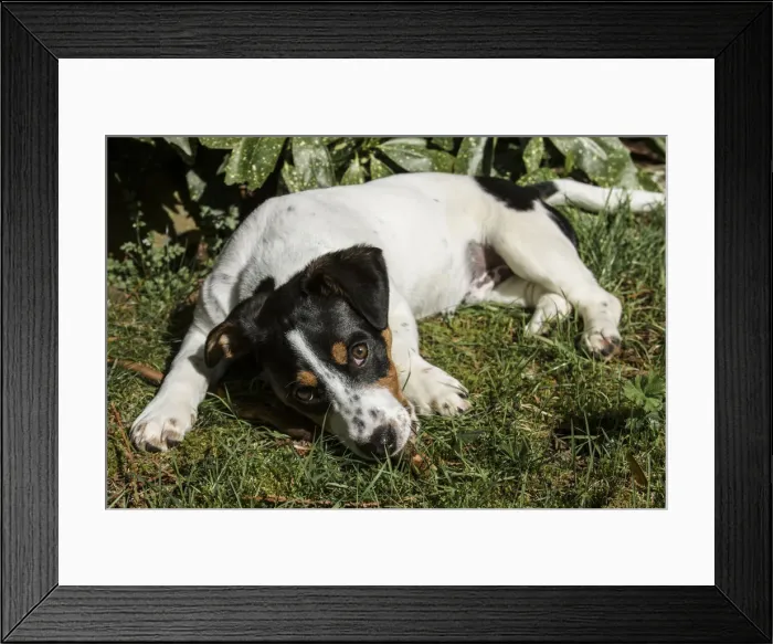 Framed Print : Issaquah, Washington. Four month old Fox Terrier, Hound mixed breed puppy resting Framed Print : Issaquah, Washington. Four month old Fox Terrier, Hound mixed breed puppy resting