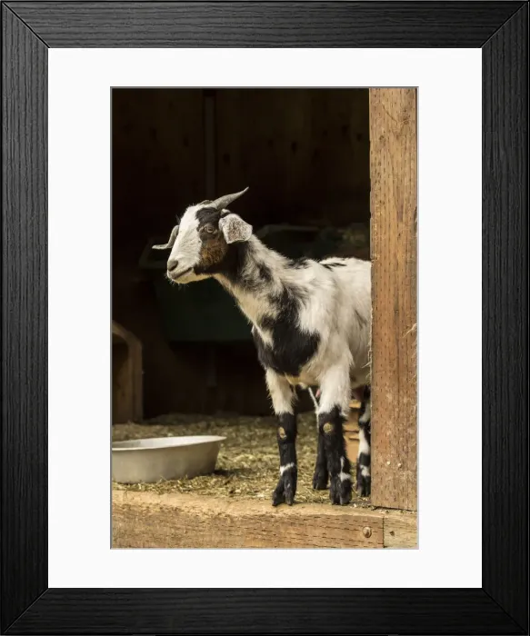 Framed Print : Issaquah, Washington State, USA. Adult doe mixed breed goat looking out from the barn Framed Print : Issaquah, Washington State, USA. Adult doe mixed breed goat looking out from the barn