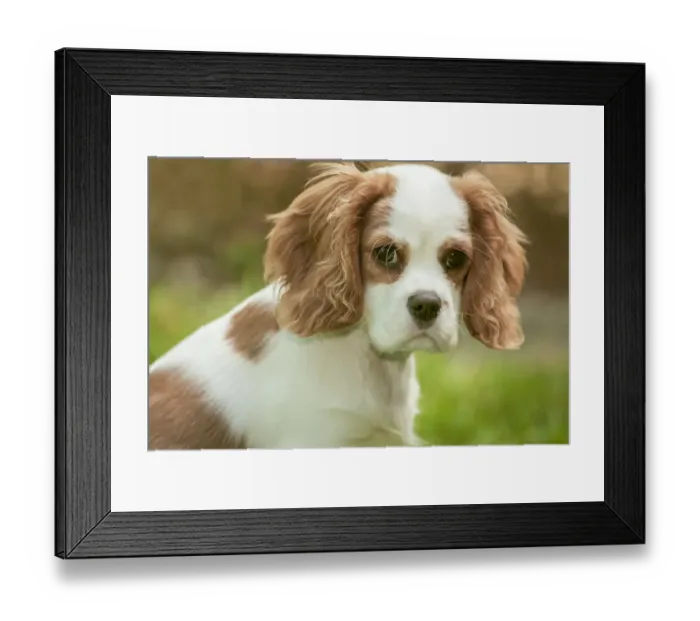 Framed Print : Issaquah, Washington State, USA. Cavalier King Charles Spaniel four month old puppy. (PR) Framed Print : Issaquah, Washington State, USA. Cavalier King Charles Spaniel four month old puppy. (PR)