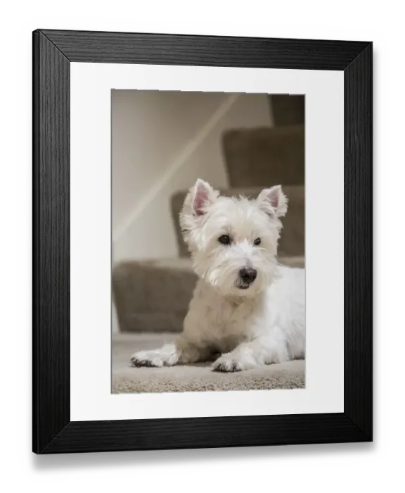 Framed Print : Zipper, a Westie, reclining by the stairs. (PR) Framed Print : Zipper, a Westie, reclining by the stairs. (PR)