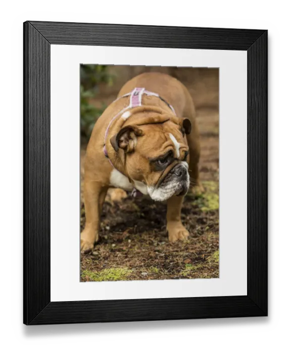 Framed Print : Issaquah, Washington State, USA. English Bulldog walking in her yard. (PR)