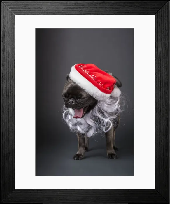 Framed Print : Pug yawning in a Santa hat and beard. (PR)