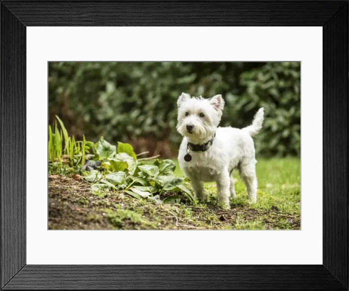 Framed Print : Issaquah, Washington State, USA. Westie exploring the yard. (PR) Framed Print : Issaquah, Washington State, USA. Westie exploring the yard. (PR)