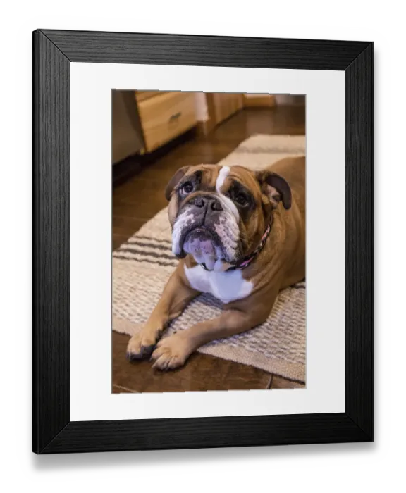 Framed Print : Tessa, the English Bulldog on a down and stay command, hopeful of a treat