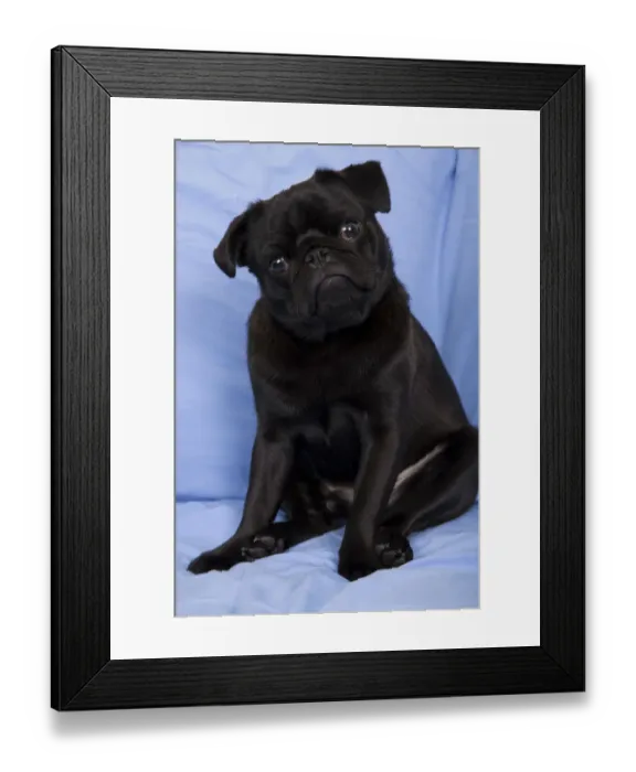 Framed Print : Black Pug sitting on a sofa with his head tilted in a questioning look. (PR)