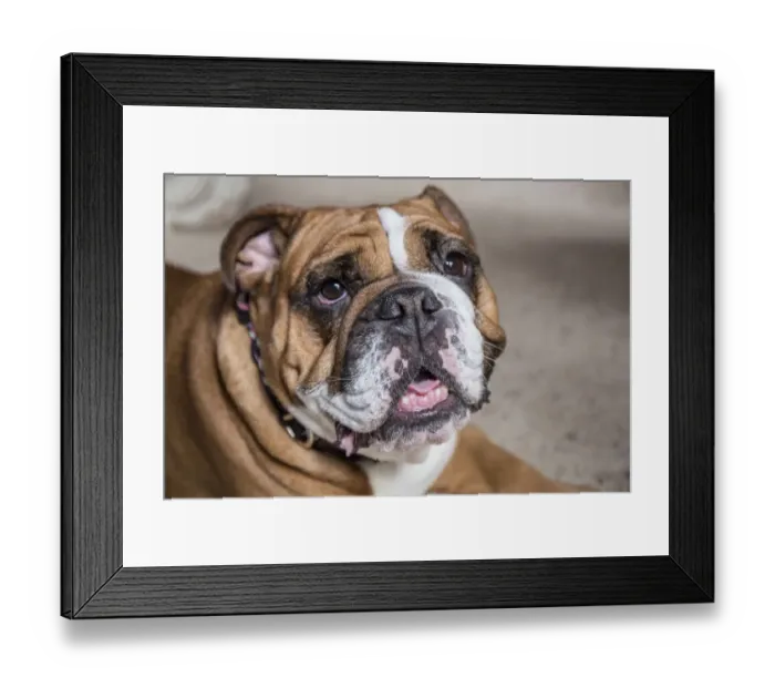 Framed Print : Tessa, the English Bulldog resting. (PR) Framed Print : Tessa, the English Bulldog resting. (PR)