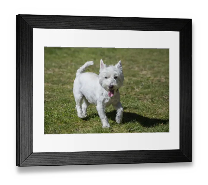 Framed Print : Issaquah, Washington State, USA. Westie running with great enjoyment in the park. (PR) Framed Print : Issaquah, Washington State, USA. Westie running with great enjoyment in the park. (PR)