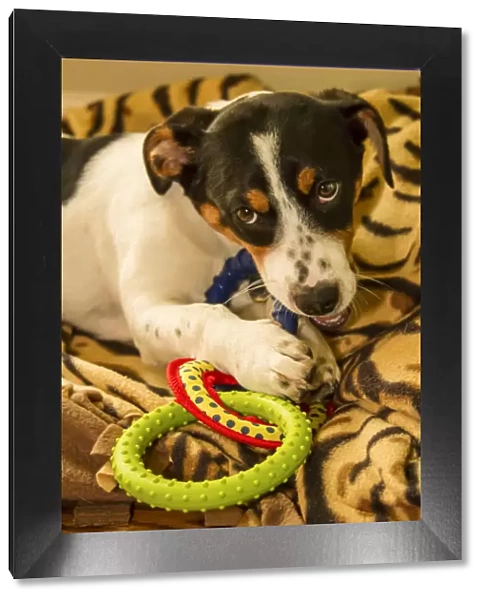 Four month old Fox Terrier, Hound mixed breed puppy chewing on a ring toy. (PR)