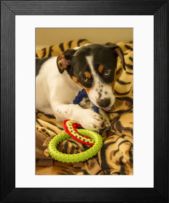 Framed Print : Four month old Fox Terrier, Hound mixed breed puppy chewing on a ring toy. (PR) Framed Print : Four month old Fox Terrier, Hound mixed breed puppy chewing on a ring toy. (PR)