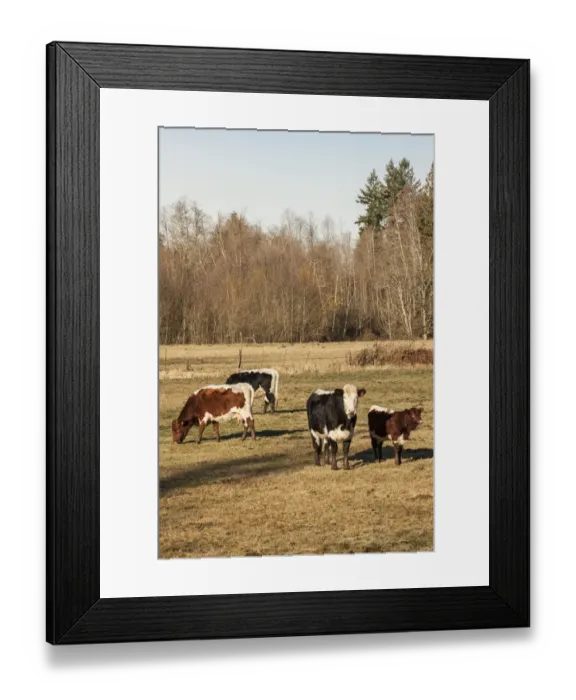 Framed Print : Issaquah, Washington State, USA. Pinzgauer beef cattle grazing in pasture Framed Print : Issaquah, Washington State, USA. Pinzgauer beef cattle grazing in pasture