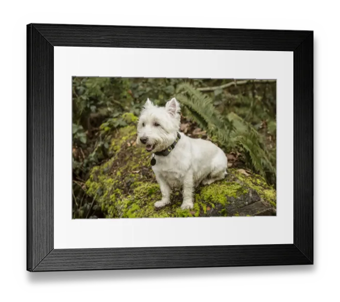 Framed Print : Issaquah, Washington State, USA. Westie posing outside as he sits on a large moss-covered