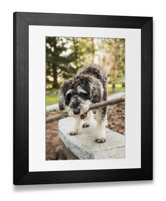 Framed Print : Issaquah, Washington State, USA. Schnoodle puppy carrying a stick in his yard. (PR) Framed Print : Issaquah, Washington State, USA. Schnoodle puppy carrying a stick in his yard. (PR)