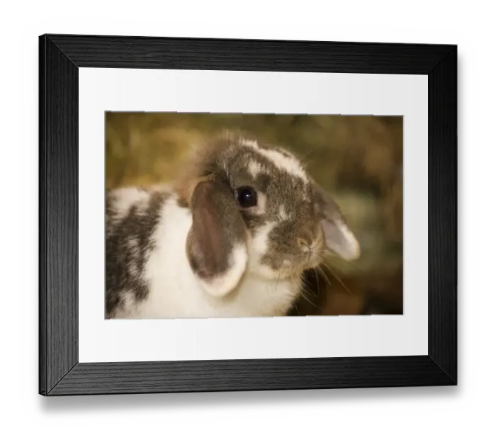 Framed Print : Lop Eared bunny sitting on a bale of hay. (PR) Framed Print : Lop Eared bunny sitting on a bale of hay. (PR)