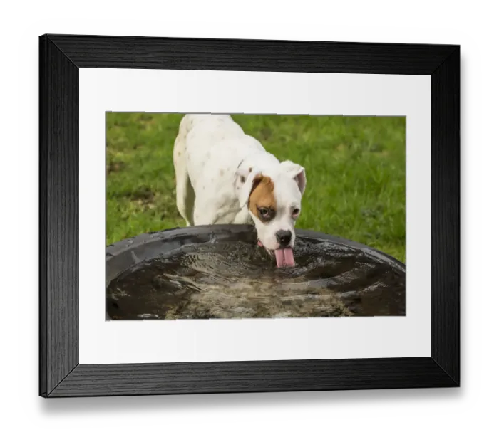 Framed Print : Issaquah, Washington State, USA. Nikita, a Boxer puppy drinking from a large rain-filled Framed Print : Issaquah, Washington State, USA. Nikita, a Boxer puppy drinking from a large rain-filled