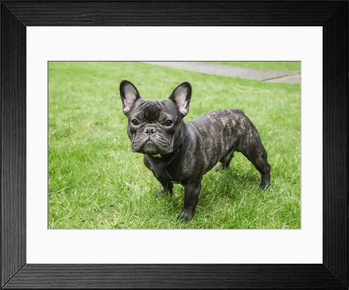 Framed Print : Redmond, Washington State, USA. Portrait of a French Bulldog also known as the Frenchie Framed Print : Redmond, Washington State, USA. Portrait of a French Bulldog also known as the Frenchie