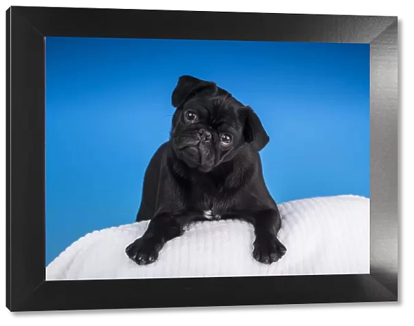 Black Pug puppy resting on a pillow. (PR)