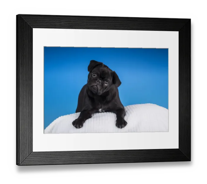 Framed Print : Black Pug puppy resting on a pillow. (PR) Framed Print : Black Pug puppy resting on a pillow. (PR)