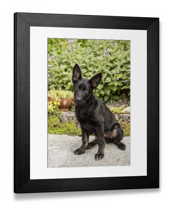Framed Print : Issaquah, Washington State, USA. Four month old German Shepherd puppy. (PR) Framed Print : Issaquah, Washington State, USA. Four month old German Shepherd puppy. (PR)