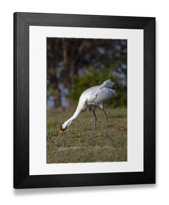 Framed Print : Whooping cranes (Grus americana) adult feeding Framed Print : Whooping cranes (Grus americana) adult feeding
