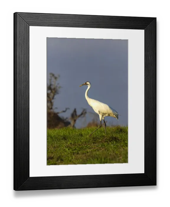 Framed Print : Whooping cranes (Grus americana) subadult feeding in upland meadow Framed Print : Whooping cranes (Grus americana) subadult feeding in upland meadow