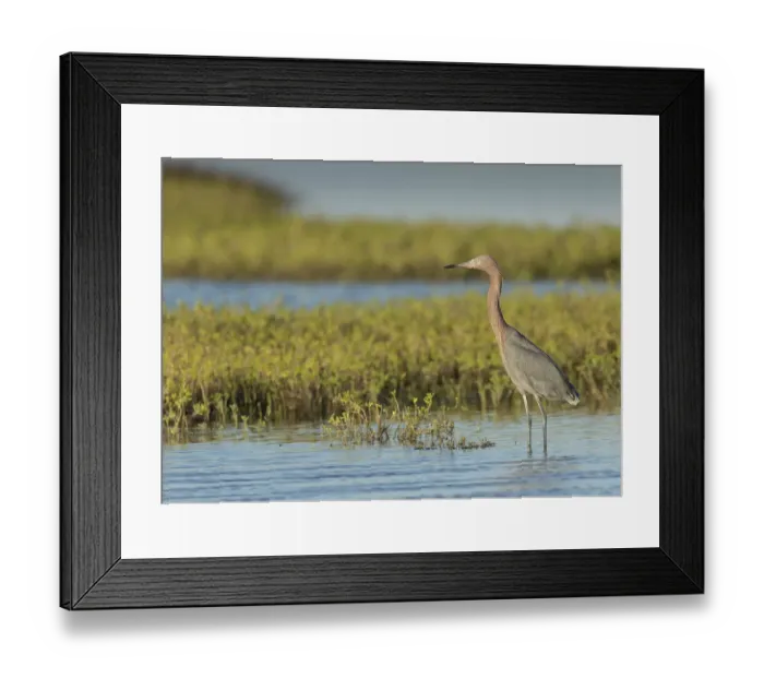 Framed Print : Reddish egret, Egret rufescens, Espiritu Santo, Welder Flats, San Antonio Bay, Texas