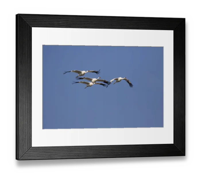 Framed Print : Whooping cranes (Grus americana) flock flying Framed Print : Whooping cranes (Grus americana) flock flying