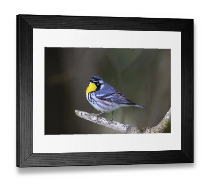 Framed Print : Yellow-throated warbler (Dendroica dominica) perched Framed Print : Yellow-throated warbler (Dendroica dominica) perched
