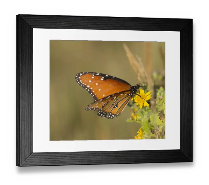 Framed Print : Queen butterfly getting nectar from flower, Danaus gilippus, Welder Flats, Texas Framed Print : Queen butterfly getting nectar from flower, Danaus gilippus, Welder Flats, Texas